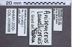 Etikette zu Anisomerus lamellicornis (NHMW-ZOO-COL-0008508)